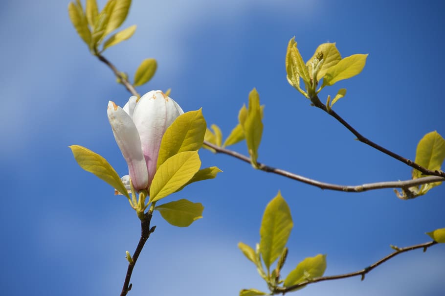 magniolia de soulanges, tree, spring, botany, petals, pink HD wallpaper