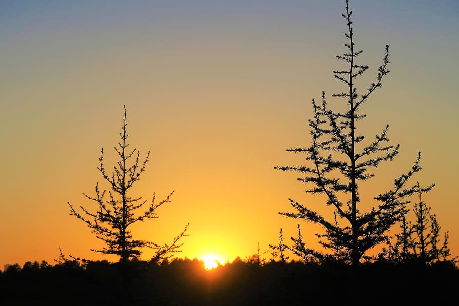 sunset, autumn, nature, sky, tree, forest, in the evening, atmosphere HD wallpaper