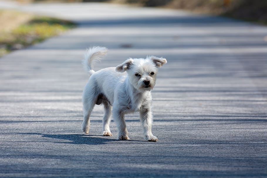 dog, small, white, road, away, small dog, maltese-havanese HD wallpaper