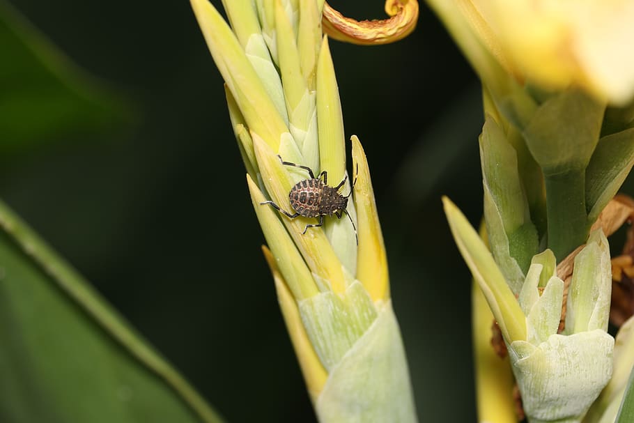 bug, flower, insect, nature, bloom, animal, animals in the wild HD wallpaper