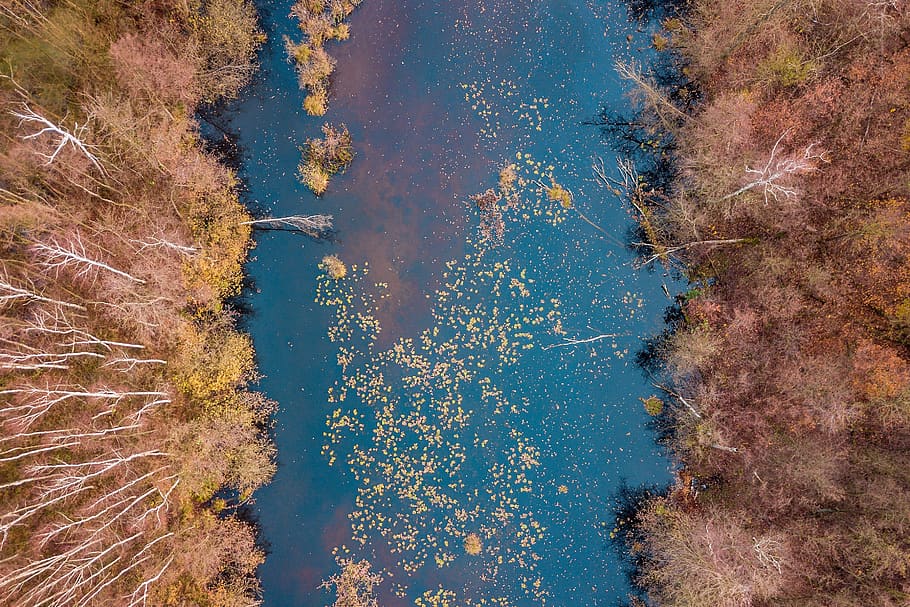 forest, way, tree, autumn, lake, stupidity, foliage, lets go HD wallpaper