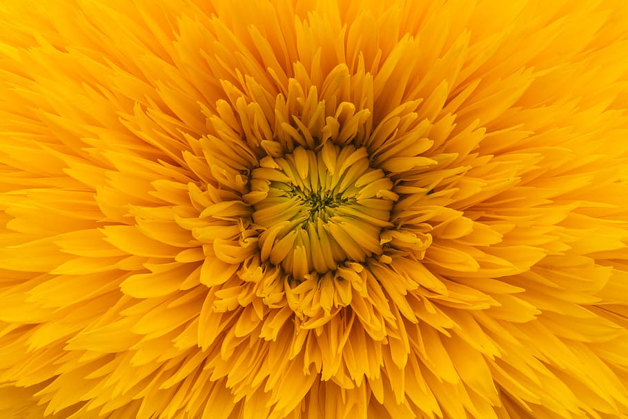 close up photo of yellow clustered flower, petal, flowering plant HD wallpaper