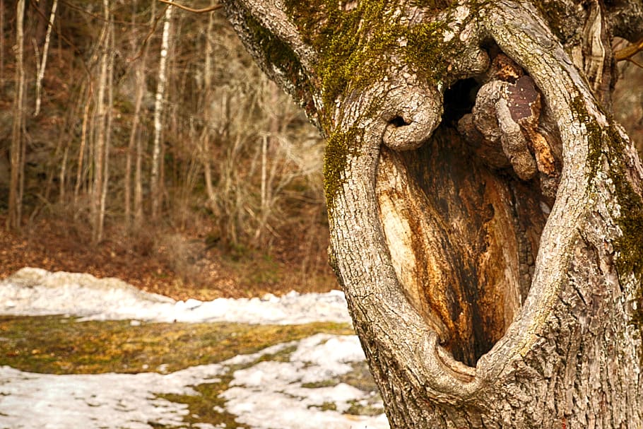 tree, tree trunk, nature, wood, plant, day, no people, focus on foreground HD wallpaper