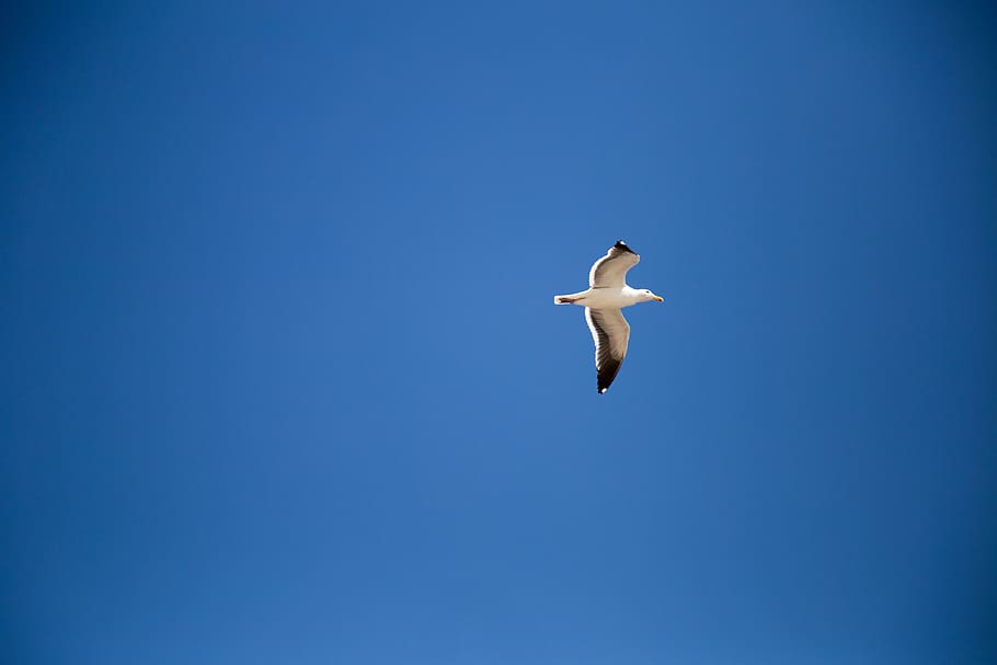 fly, bird, animal themes, animals in the wild, animal wildlife HD wallpaper