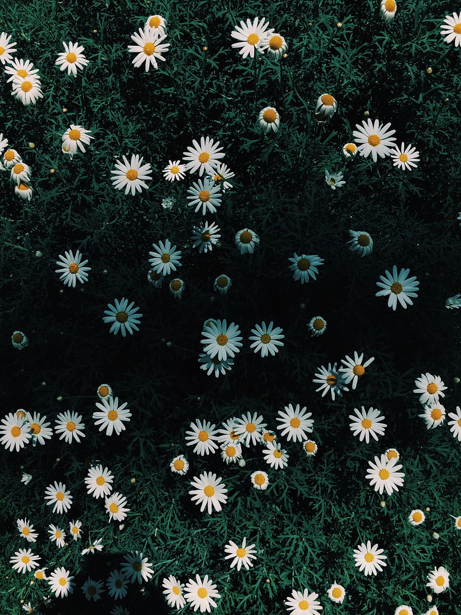 Daisy Flowers, background, bright, close-up, color, decoration HD wallpaper
