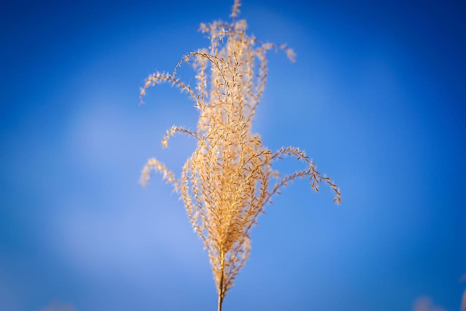 grass, close up, winter, cold, blue sky, nature, meadow, animal HD wallpaper