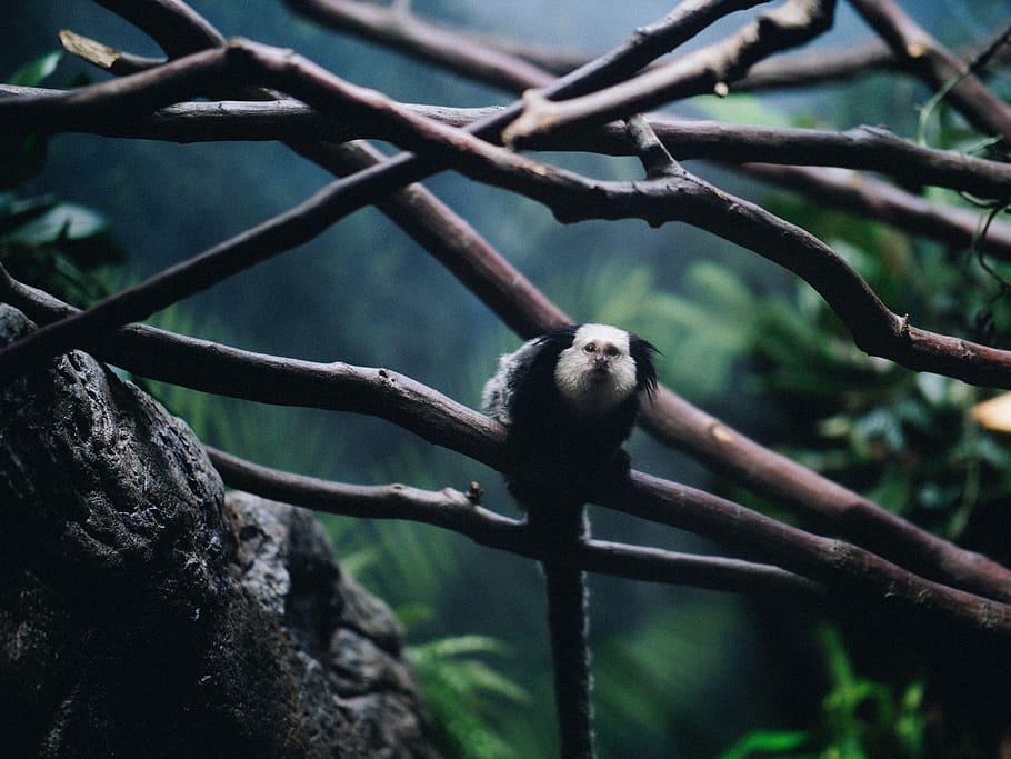 black and white animal on brown tree selective focus photgraphy, HD wallpaper