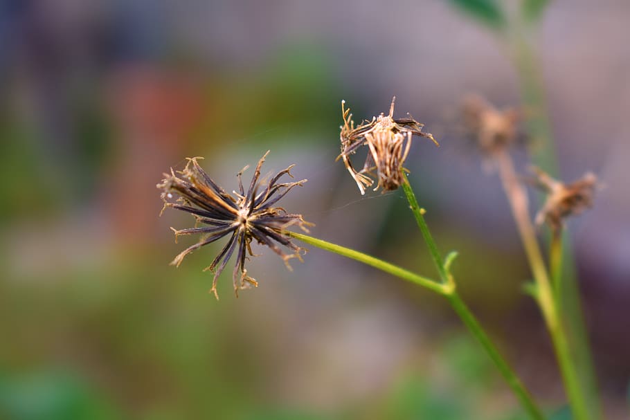 nature, flower, dry, blackfish, flowers, field, invertebrate HD wallpaper