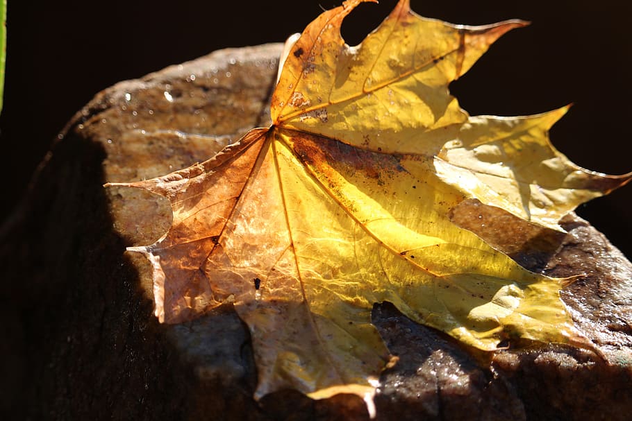 leaf, yellow, autumn, nature, light, stone, plant part, change HD wallpaper