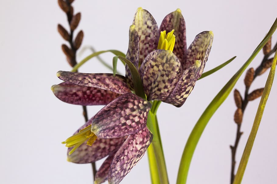 fritillaria meleagris, chequered, kiebitzei plant, flower, close up, HD wallpaper