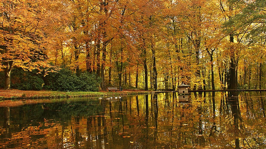 forest, pond, autumn, ducks, more, landscape, romantic, atmospheric HD wallpaper