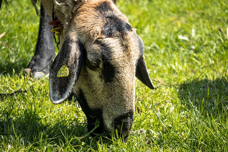 sheep, graze, eat, meadow, grass, pasture, farm, agriculture HD wallpaper