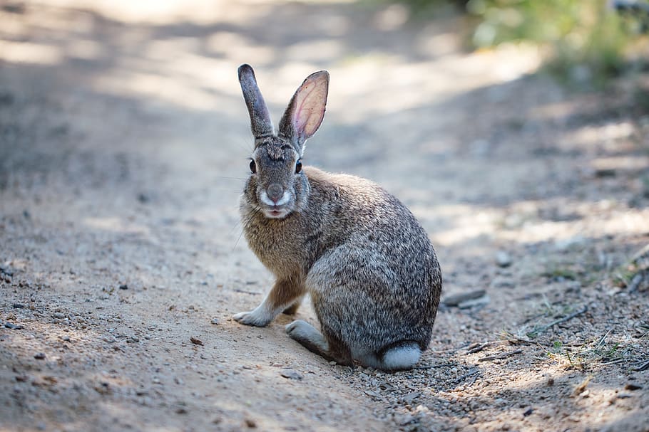 gray rabbit on road, mammal, animal, kangaroo, wallaby, rodent HD wallpaper