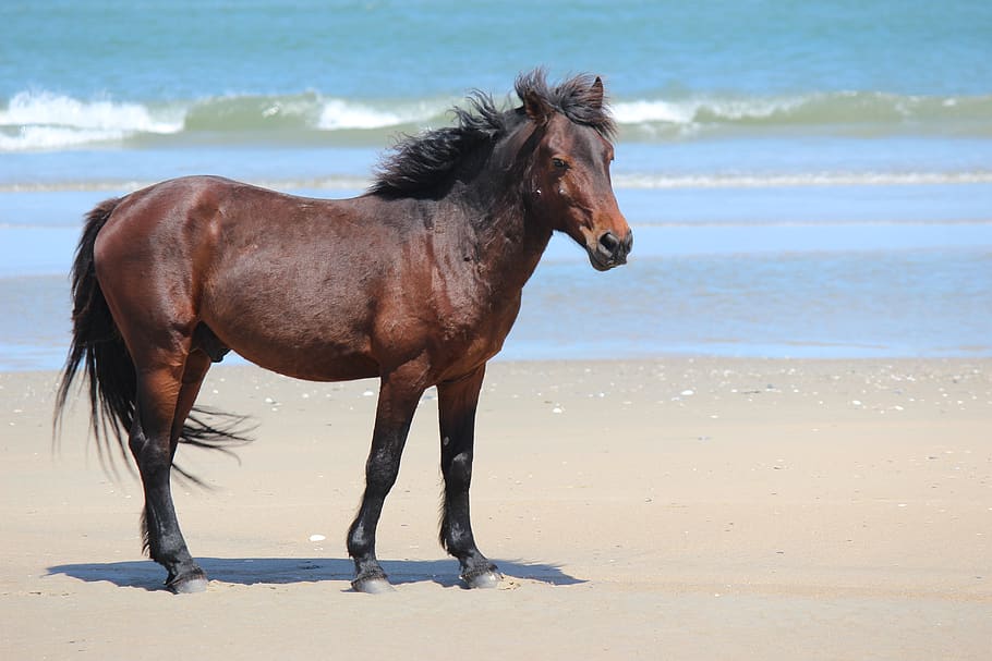 horse, corolla, north carolina, beach, wild horses, obx, stallion, HD wallpaper