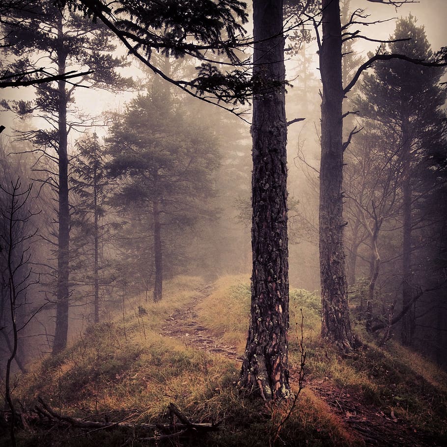 tree, forest, plant, tree trunk, land, woodland, environment HD wallpaper