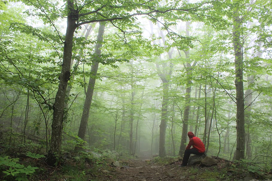trees, forest, fog, cloud, hoodie, hike, mountain, nature, fresh HD wallpaper