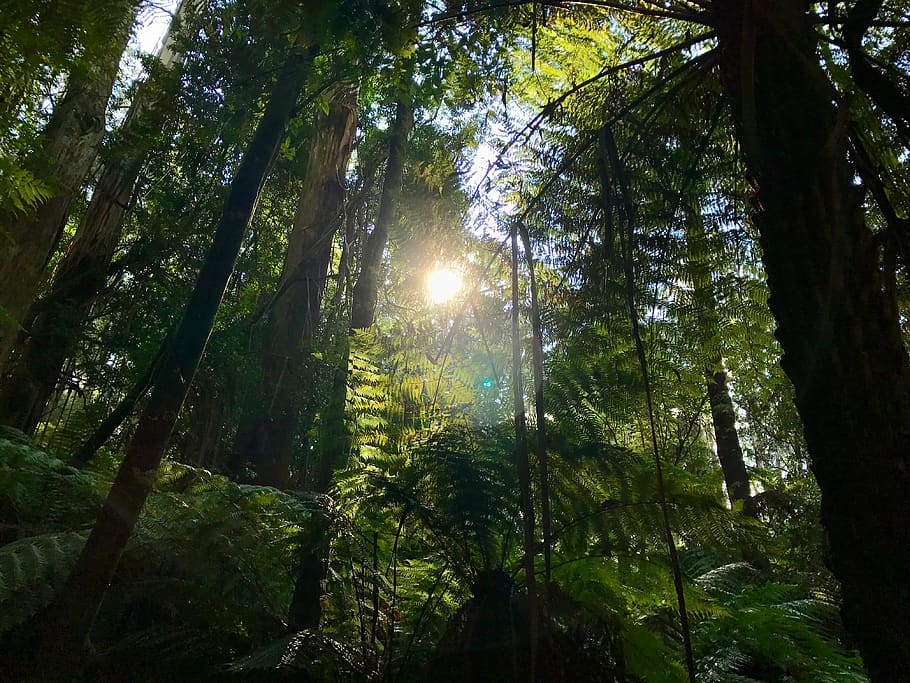 green forest at daytime, sunlight, flare, vegetation, plant, nature HD wallpaper
