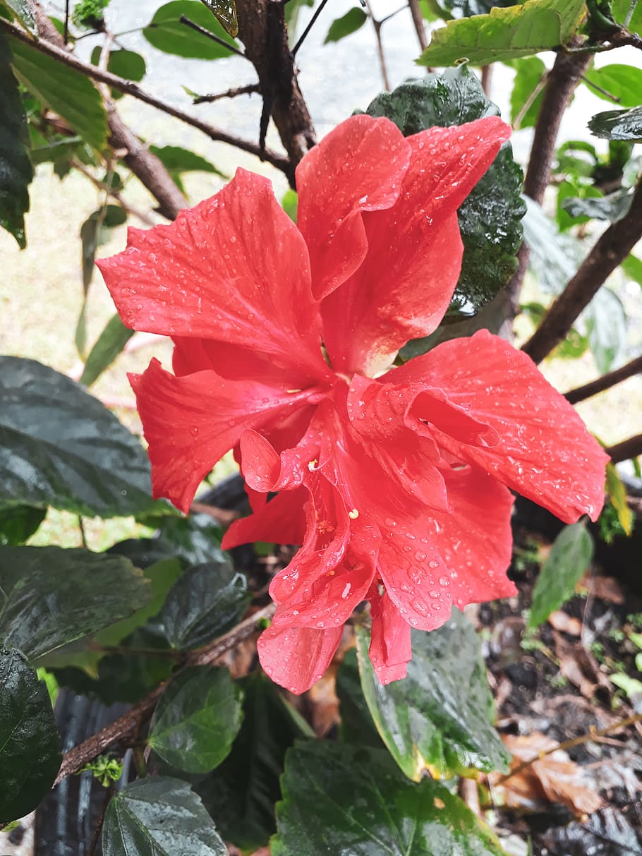 beauty in nature, plant, petal, growth, fragility, freshness HD wallpaper