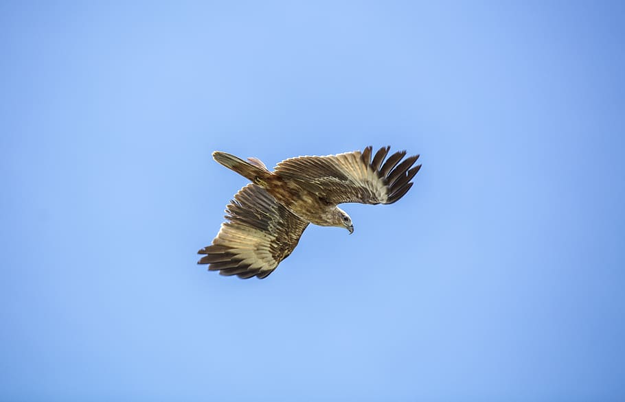 golden eagle, sky, bird, flying, animal, animal themes, one animal HD wallpaper