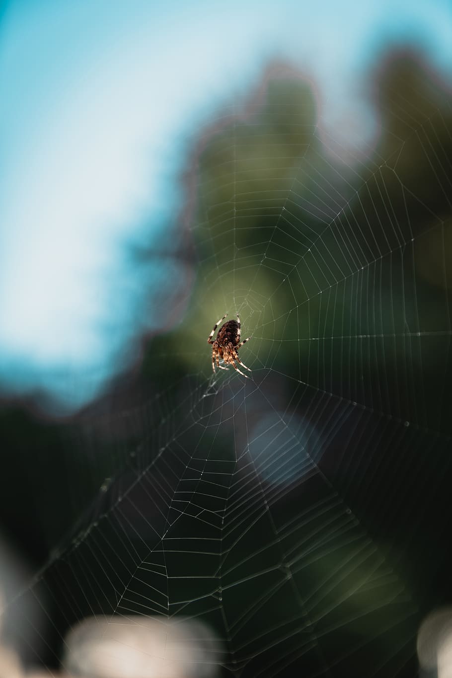 brown spider, spider web, invertebrate, fragility, animal, animal themes HD wallpaper