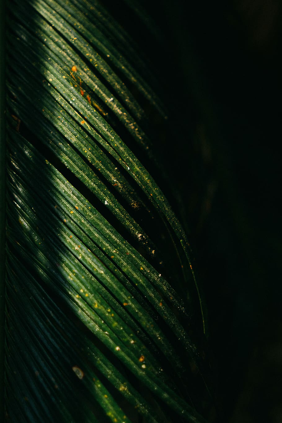 green leafed plant, palm, palm leaf, texture green, leaves, sun HD wallpaper