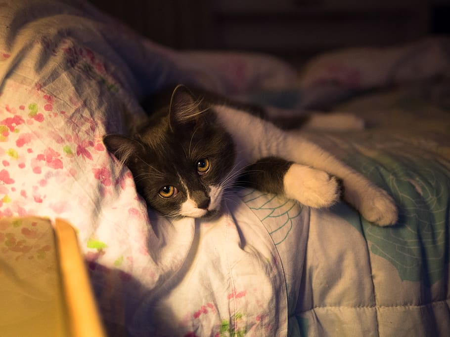 italy, rome, mammal, domestic, pets, domestic animals, animal themes HD wallpaper