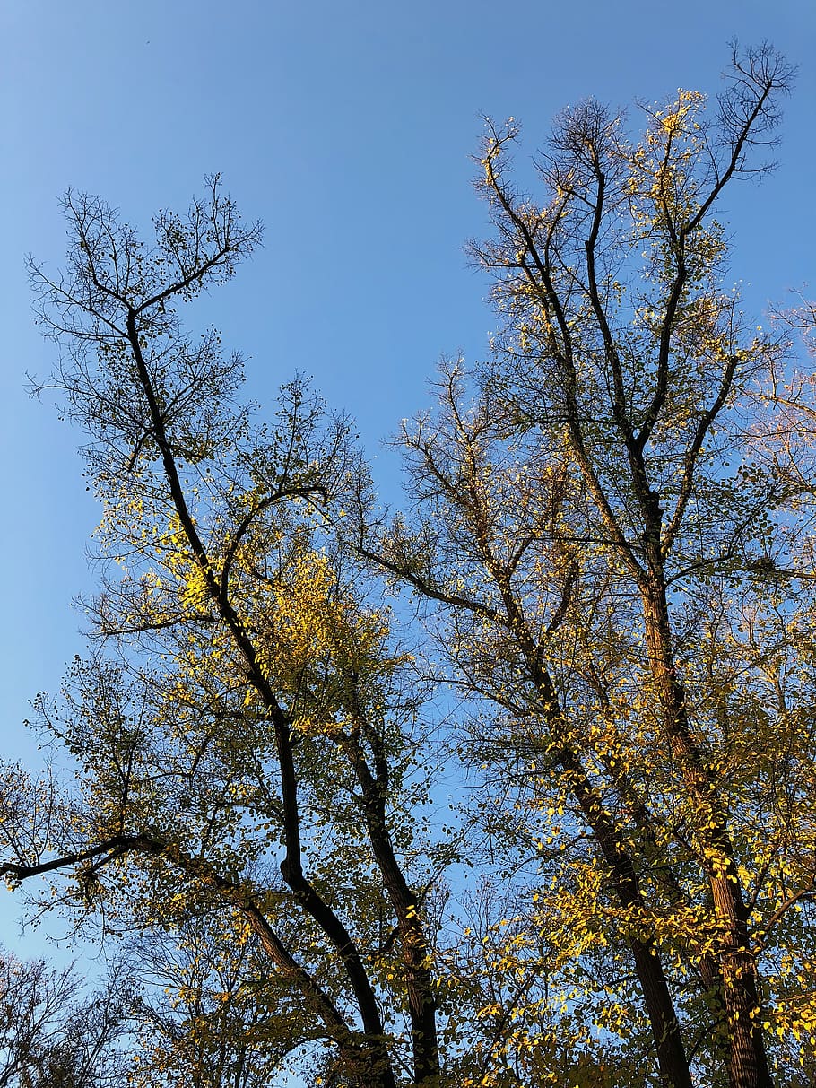 germany, berlin, breite str. 46, tree, plant, low angle view HD wallpaper