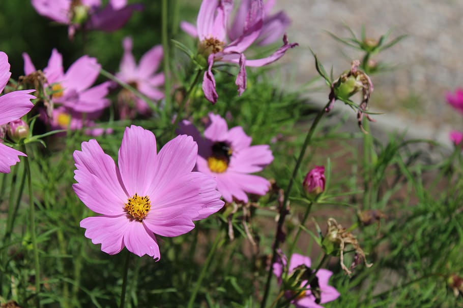 lilac, flower, bee, pollen, nature, spring, flora, bloom, api HD wallpaper