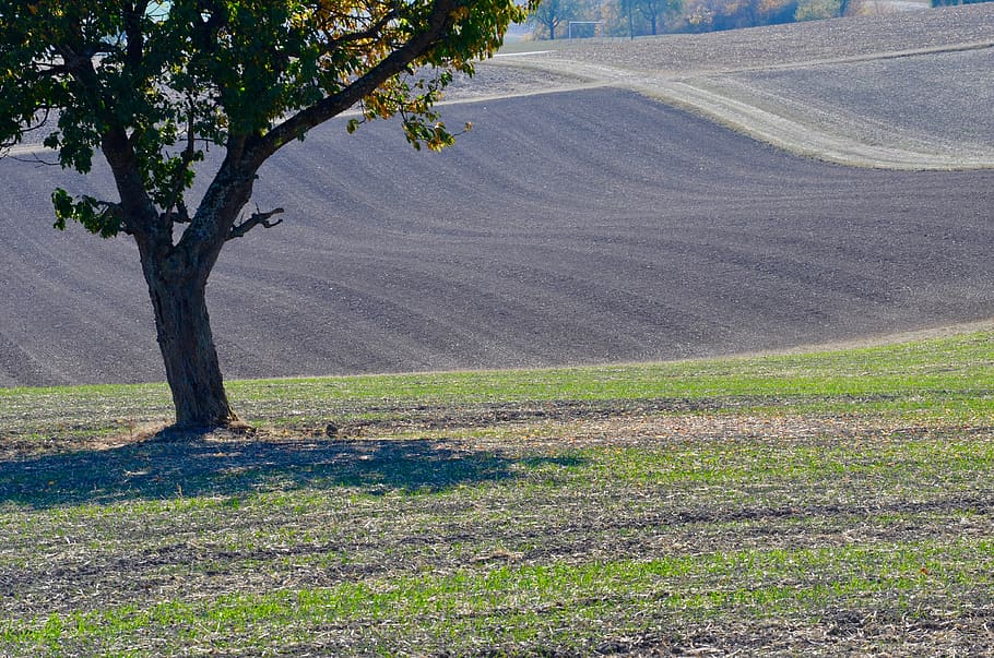 tree, field, arable, autumn, landscape, rural, agriculture HD wallpaper