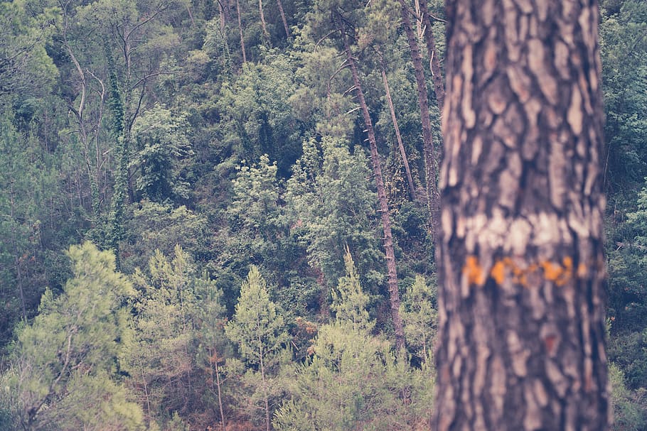 green leafed trees, plant, tree trunk, forest, growth, land, tranquility HD wallpaper