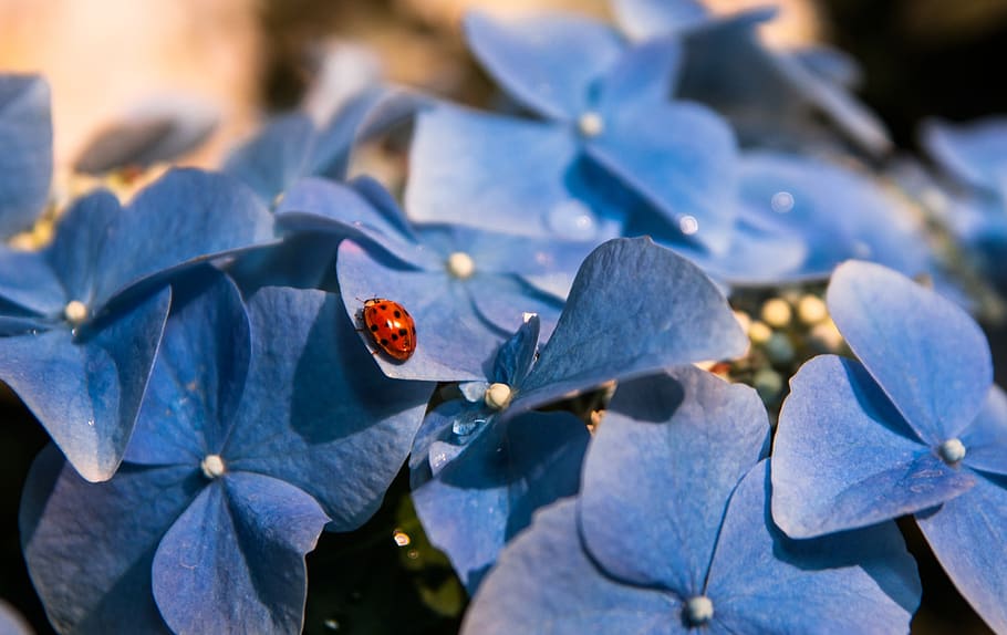 hydrangea, ladybug, insect, bloom, leaf, hydrangea flower, blue HD wallpaper