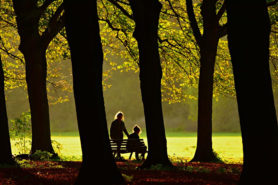tree, silhouette, forest, field, people, bench, branch, leaves HD wallpaper