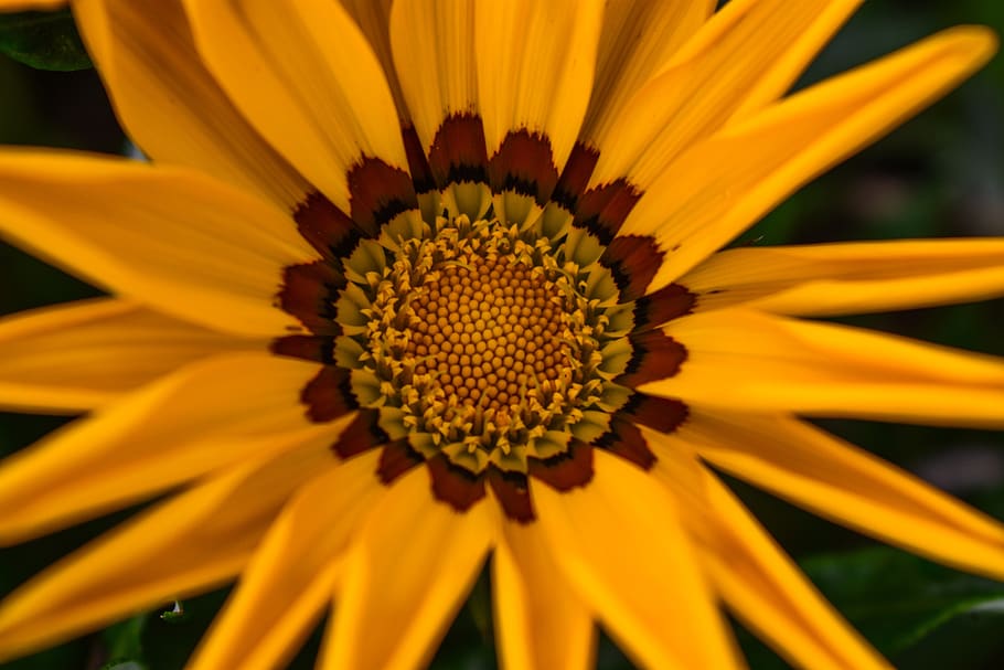 beautiful flower, spring, flowering plant, inflorescence, petal HD wallpaper