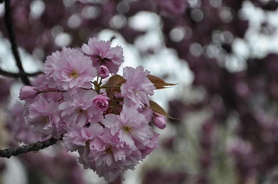 cherry tree, spring, blossom, bloom, flowers, summer, plant HD wallpaper