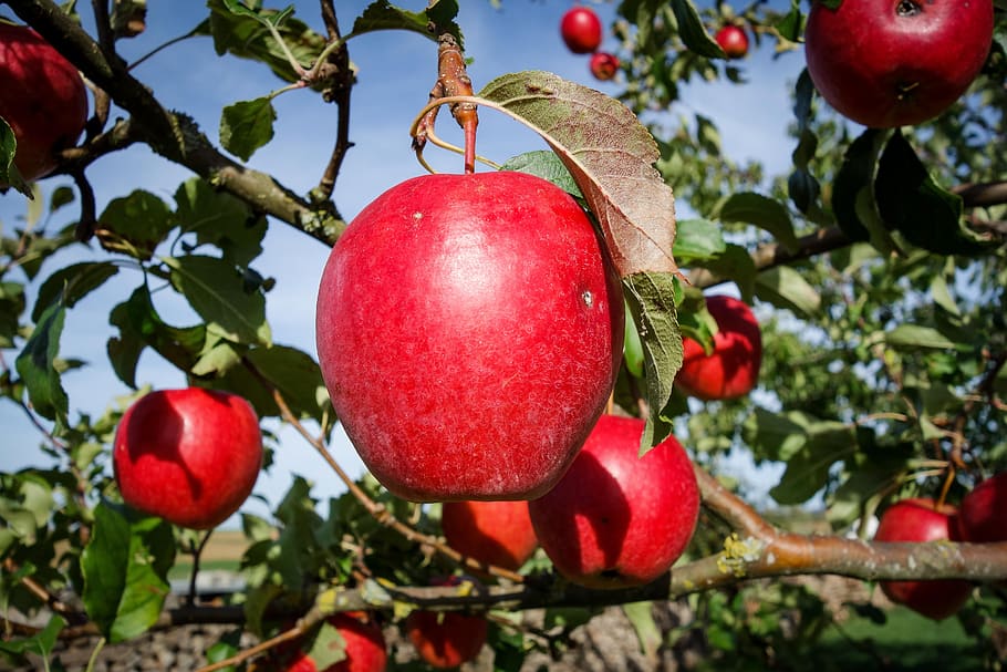 apple, red, bright, apple tree, fruit, healthy, fresh, vitamins HD wallpaper