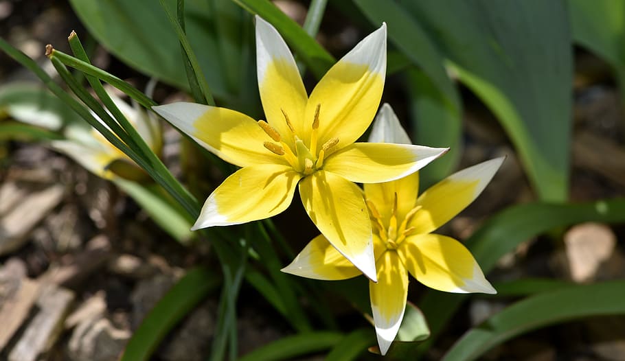 star, tulip, bloom, blooming, nature, garden, flower, fragrance HD wallpaper
