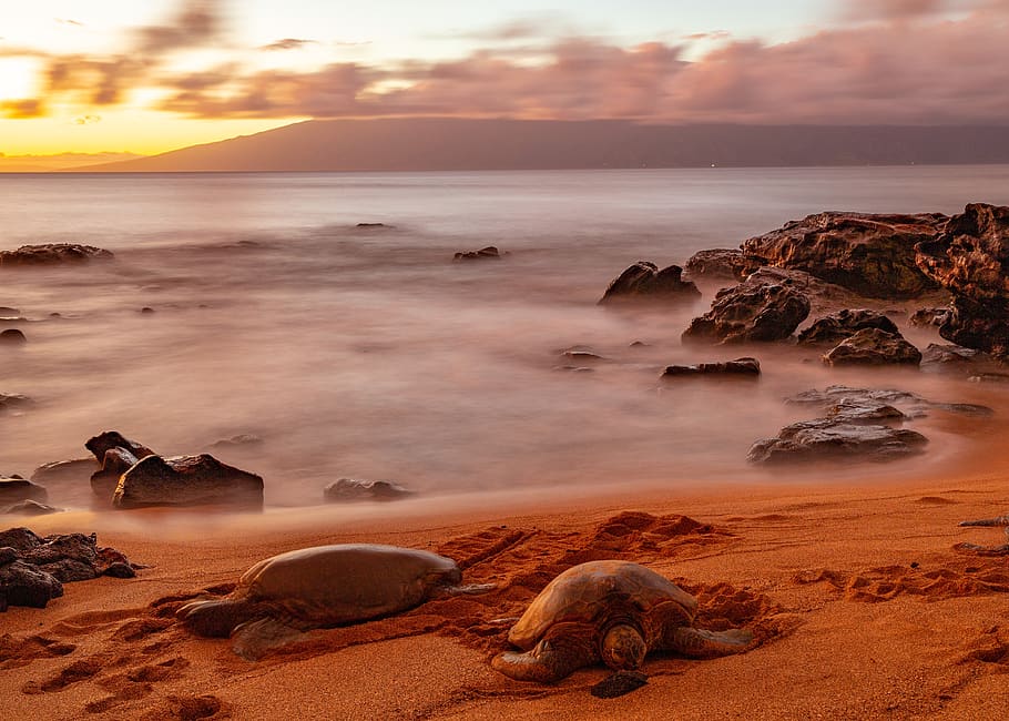 turtles, sunset, sea, water, ocean, horizon, holiday, hawaii HD wallpaper