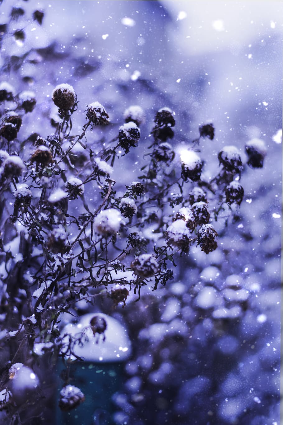 white flowers, snow, plant, cold temperature, nature, winter HD wallpaper