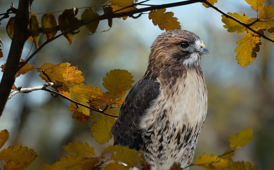 red tailed hawk, nature, raptor, birds, one animal, animal themes HD wallpaper