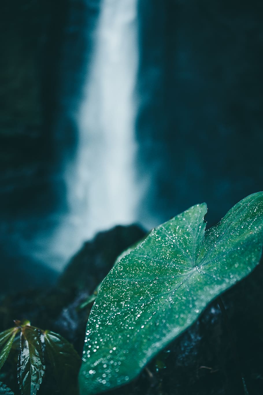 green-leafed plant, animal, fish, nature, veins, outdoors, water HD wallpaper
