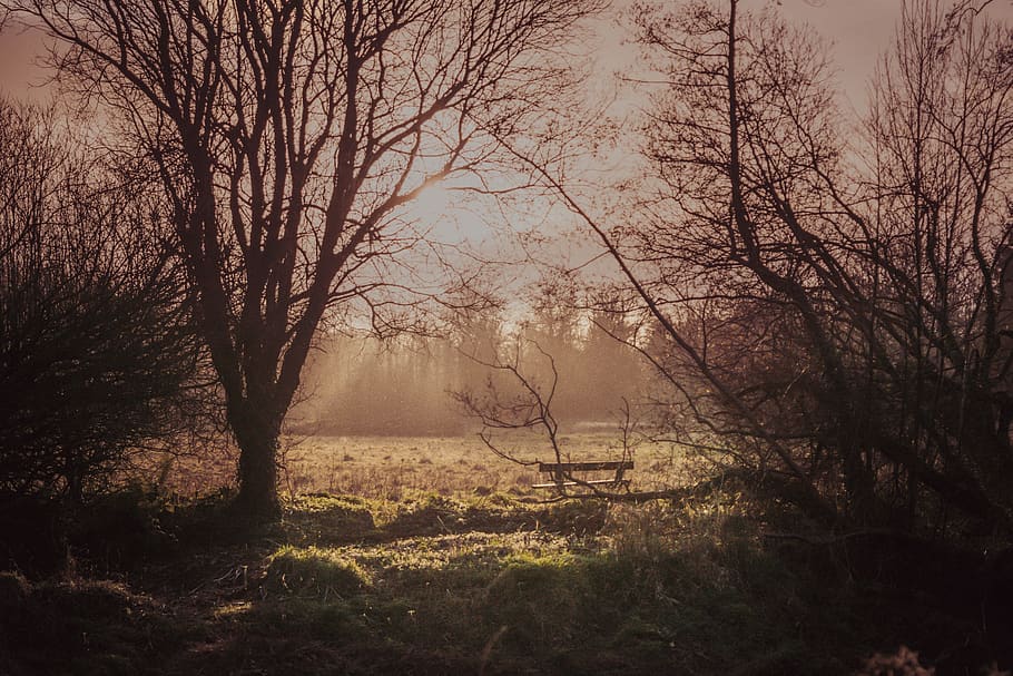 leafless trees, nature, weather, outdoors, fog, mist, belfast HD wallpaper