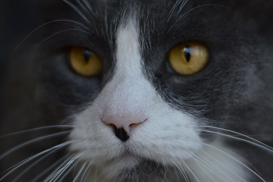 cat, animal, face, animals, predator, portrait, kitten, cats HD wallpaper