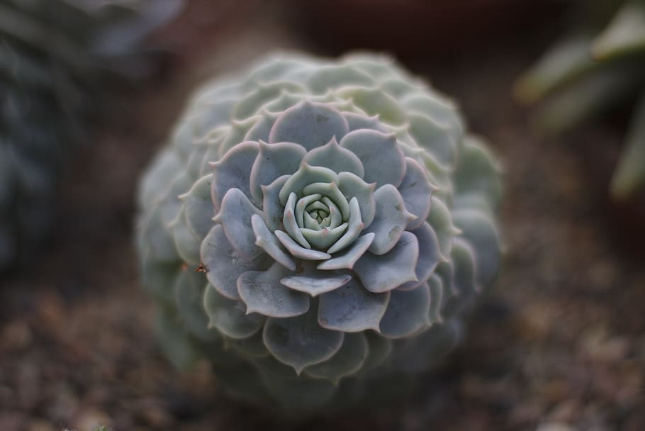 Selective Focus Photography of Grey Petaled Flower, close-up HD wallpaper