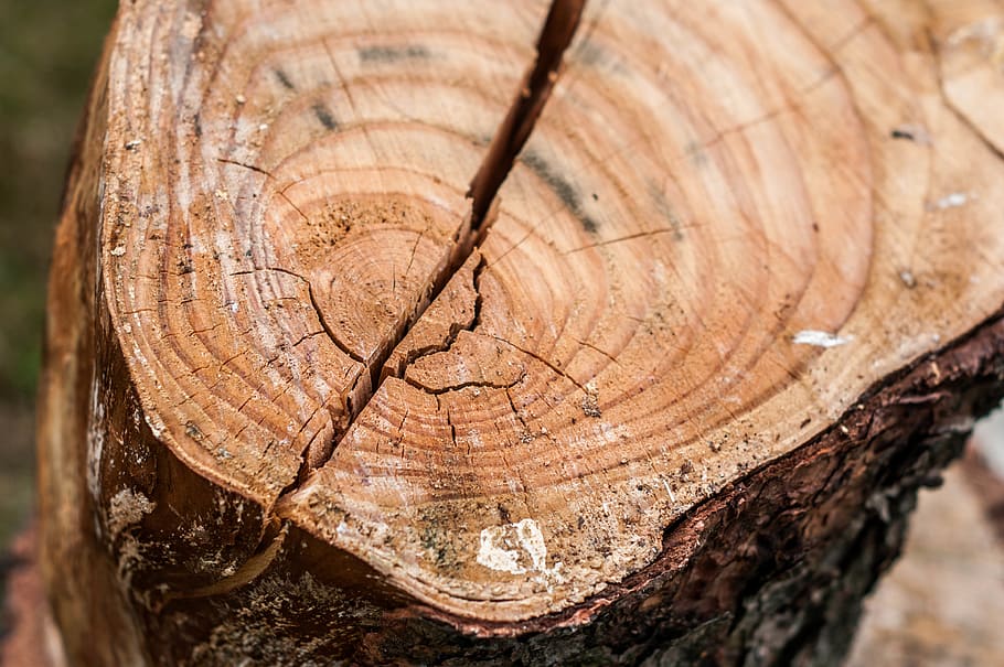 wood, tree, tree ring, tree trunk, bark, wood - material, timber HD wallpaper