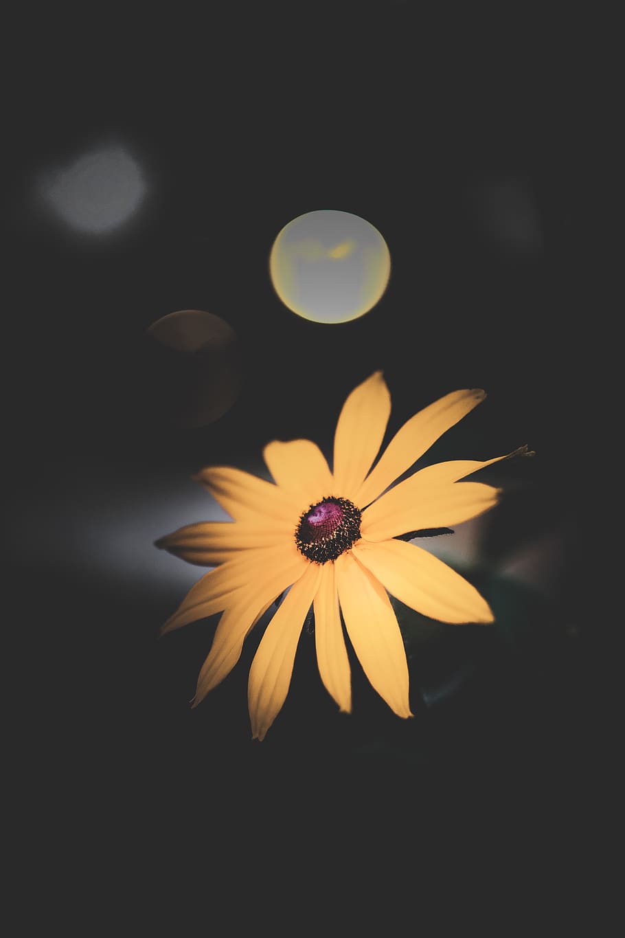 bokeh, focus, depth, yallow, sunflower, flowering plant, petal, HD wallpaper