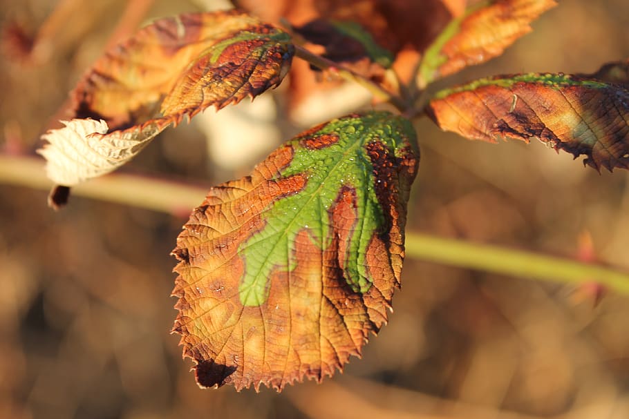 nature, leaf, withered, dry, green, leaves, plant, summer, branch HD wallpaper
