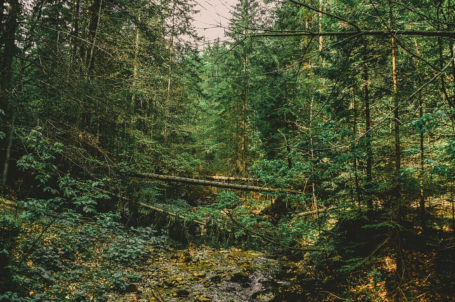Forest Full of Green Leaf Trees, conifer, daylight, environment HD wallpaper