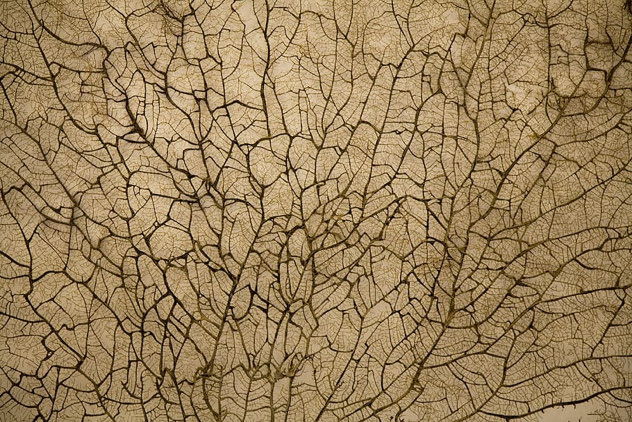 texture, vein, branch, nature, flora, plant, old, natural, decoration HD wallpaper