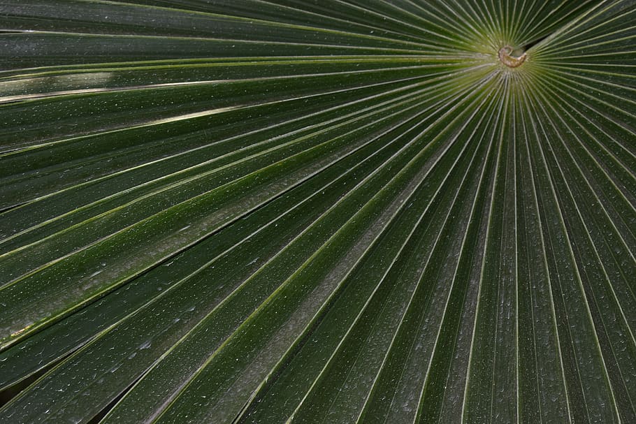 fan palm, pattern, green, fronds, tropical, leaf, tree, plant HD wallpaper