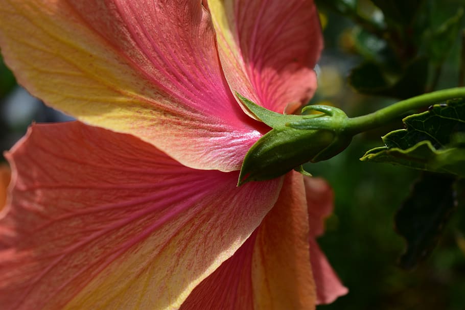 nature, plant, leaf, flower, outdoors, approach, close-up, flowering plant HD wallpaper